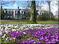 Crocuses in Victoria Park