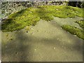 Lid or roof of curiosity.