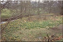 SE6793 : Daffodils in Farndale by Ken Crosby