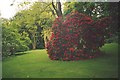 Rhododendrons in Renishaw Hall Gardens