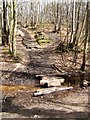 TQ6870 : Randal Wood Path by Glyn Baker