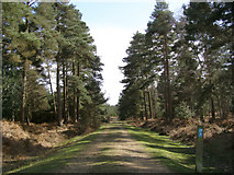 SU2211 : Cycle route through Slufters Inclosure, New Forest by Jim Champion