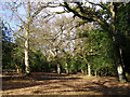 Woodland south of Linwood, New Forest