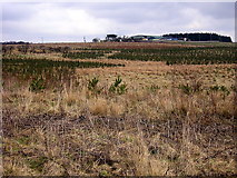 NS8369 : Reforestation Near Drumbow by Iain Thompson
