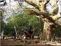 SU2800 : Oak in its dotage, Blackhamsley, New Forest by Jim Champion