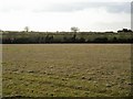 Field east of Basingstoke Road