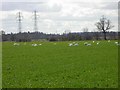 Swans at Rest