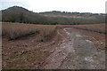 Fruit bushes at Woodfield Farm, Tillington Common