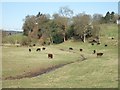 Grazing Cattle