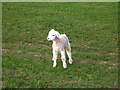 NT7570 : Spring Lamb by Lisa Jarvis