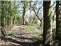 Bridleway through Reffolds Copse