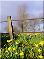 Daffodils on Horfield Common