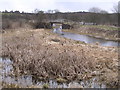 Monkland Canal with Bulrushes