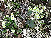TQ8458 : Primroses on Church Road, Hucking by Penny Mayes
