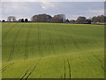 Arable farmland near Little Chalfont