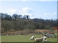 View Towards Henglyn Farm