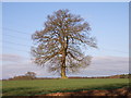 Farmland and tree near Winchmore Hill