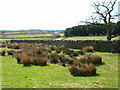 Park Wall Farm, near Crook