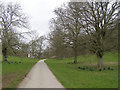 Tree-lined lane approaching Pigeon House