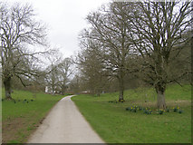 SY6293 : Tree-lined lane approaching Pigeon House by Jim Champion