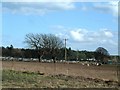 Pig farming south of Morton