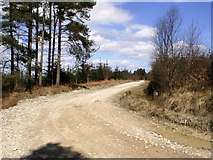SE7693 : Forest Road Bend, Muffles Rigg by Mick Garratt