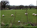 Sheep grazing in a field