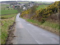 Bank of Gorse on Road to Mollinsburn