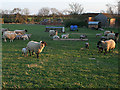 Lincolnshire Sheep.