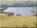 Combs Reservoir from Whitehills