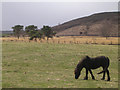 Grazing Horse near Greengill and Wan Fell