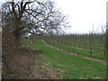 Orchard in Shobdon