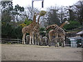 Giraffes and Zebras of Belfast Zoo
