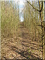 Footpath through the woods