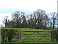 Copse of Elms, near Marton