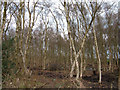 Birch coppice