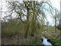 Weeping Willow Wakening