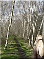 Silver Birch by the footpath, Scarcroft - Bardsey