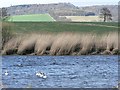 Swans on the River Earn