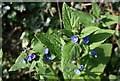 Green Alkanet - Pentaglottis sempervirens