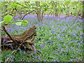 Bluebells in Coldridge Copse, Gt Shefford