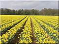 Daffodils and Trees