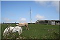 Horses, Farm Buildings and a Telecommunications Mast.