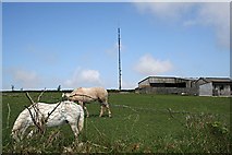 SW6939 : Horses, Farm Buildings and a Telecommunications Mast. by Tony Atkin