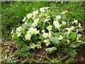 Primroses (Primula vulgaris)