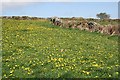 Fields near Carnmenellis