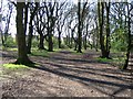 Hearsall Common woodland