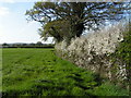 Hedgerow near Honkley