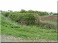 Hedgerows near Thame