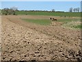 Ploughed fields